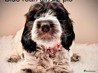 Cockapoo dogs F1 show type Cockapoos from health tested parents - Advert 3