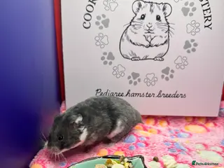 Hamster rodents Pedigree Syrian hamsters - Advert 5