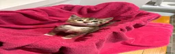 Mixed Breed cats for sale: Beautiful kittens  - Advert 15
