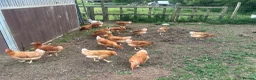Chickens poultry for sale: Hatching eggs , day old chicks , growers and layer - Advert 5