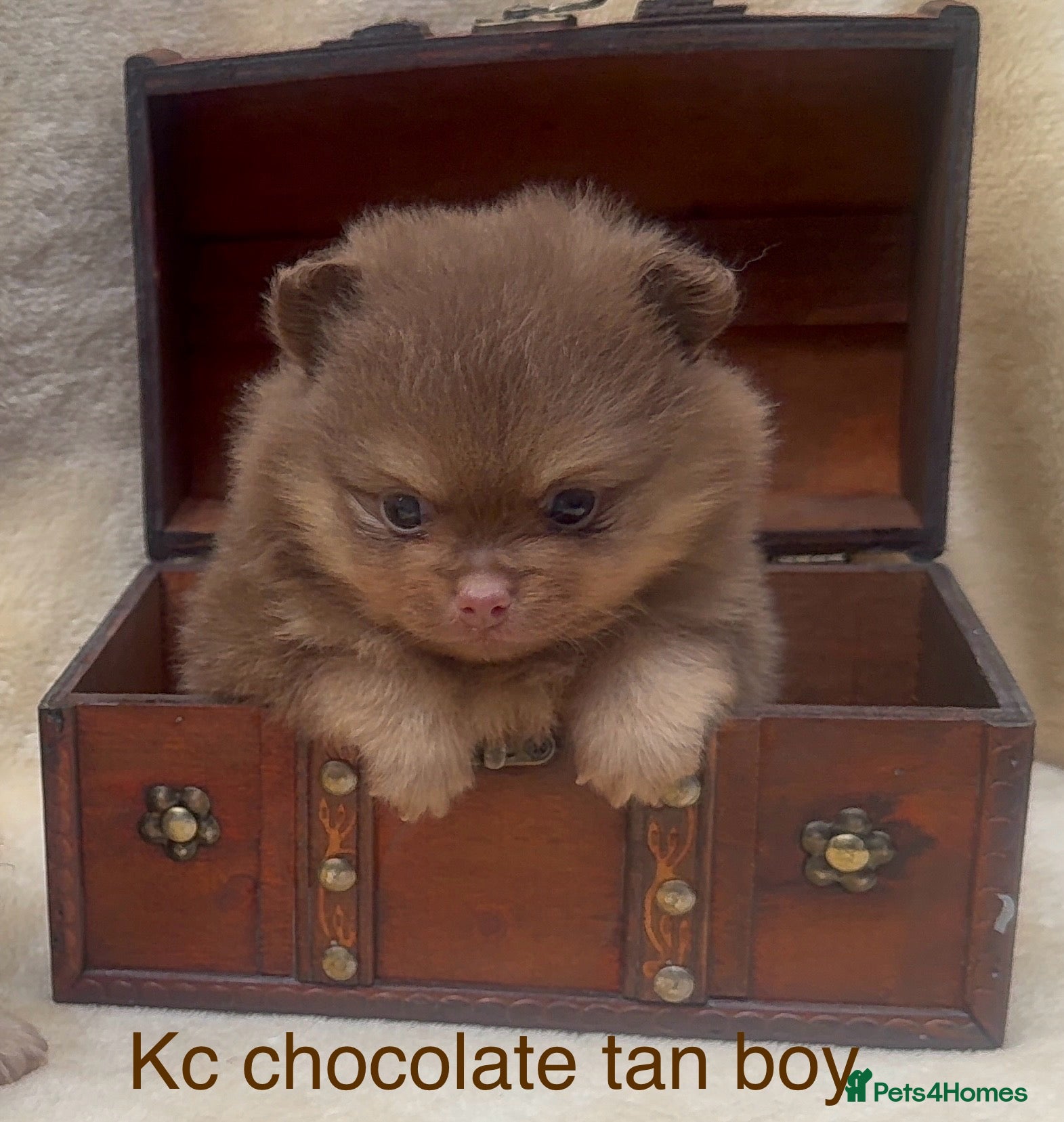 Pomeranian dogs Kc registered Pom babys 5 weeks old x - Advert 16