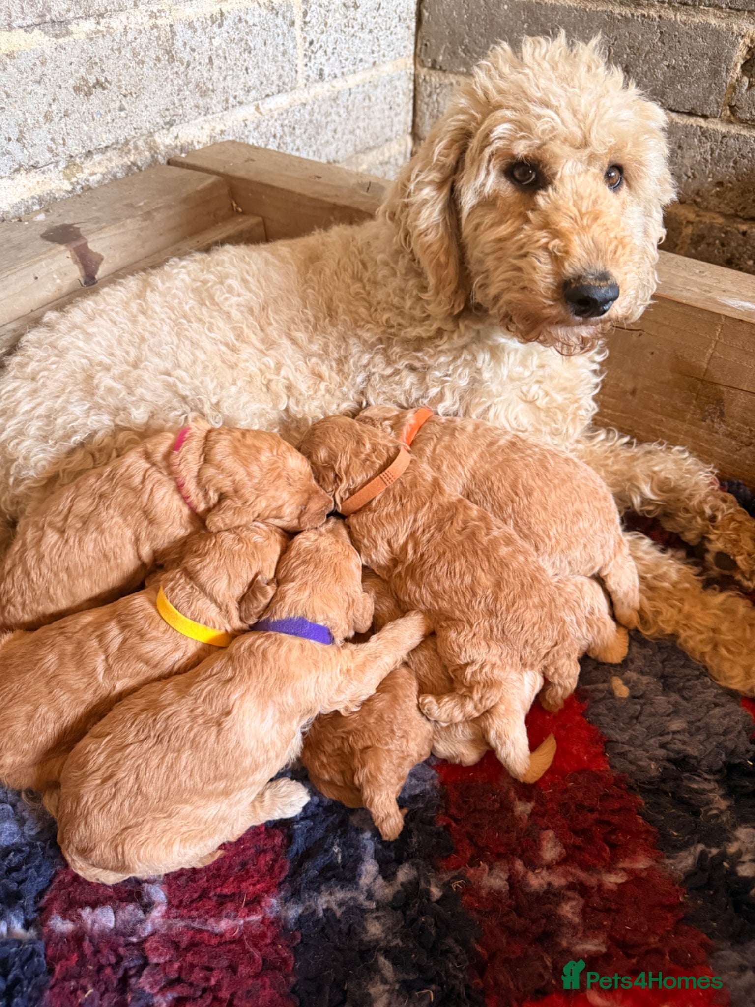 Labradoodle dogs F1BB MINIATURE Labradoodles  - Advert 2