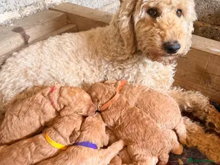 Labradoodle dogs F1BB MINIATURE Labradoodles - Advert 1