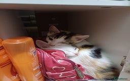 Domestic Shorthair cats for sale: Female domestic short haired kitten - Image 2