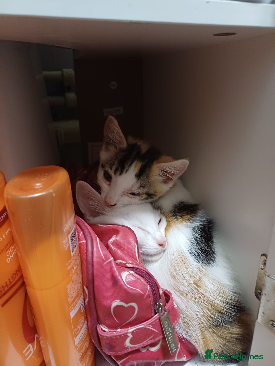 Domestic Shorthair cats for sale: Female domestic short haired kitten - Image 2