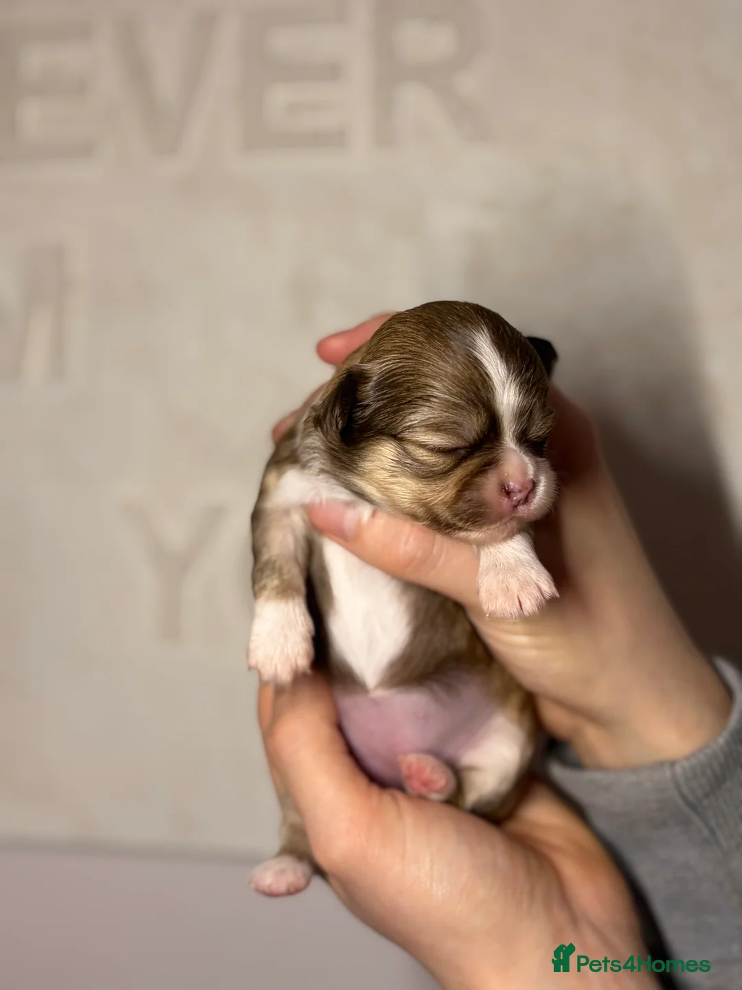 Chihuahua dogs for sale: 😍 Beautiful KC Chihuahua Puppies 😍 - Advert 8