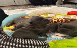 French Bulldog dogs for sale: French bulldog pups  - Image 2
