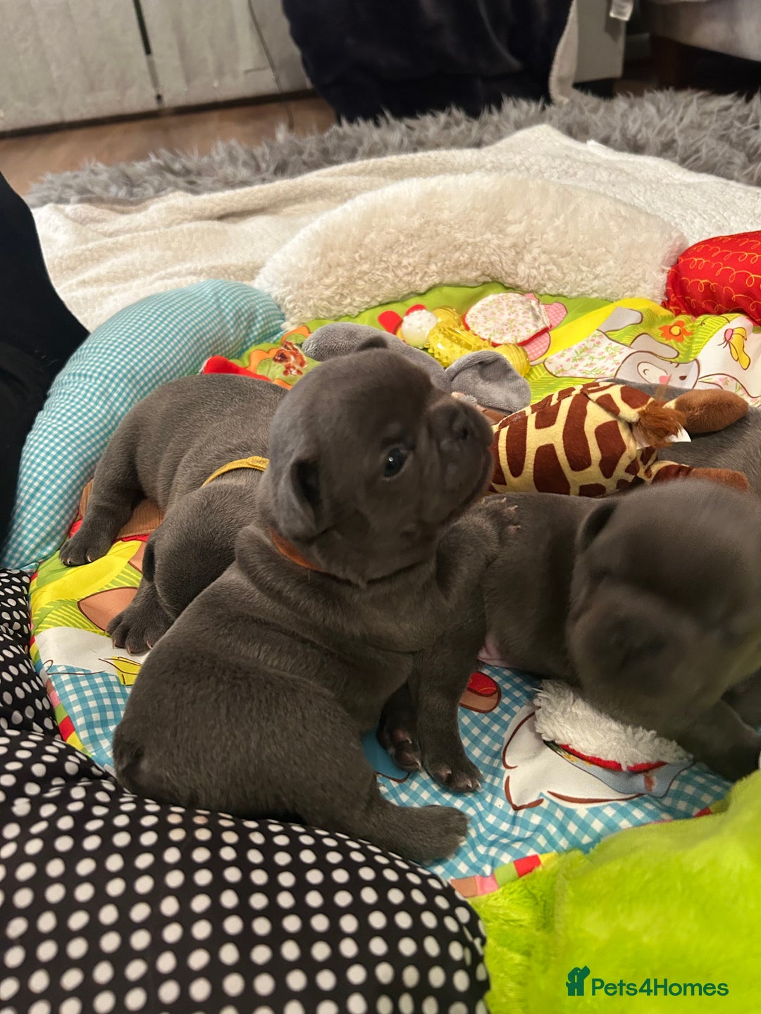 French Bulldog dogs for sale: French bulldog pups  - Image 2