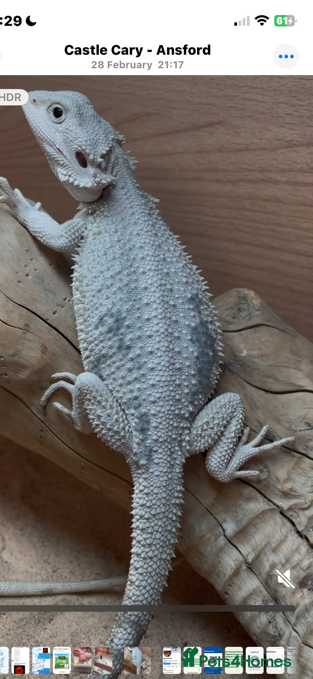 Bearded Dragon reptiles for sale: Red Monster Genetic Stripe Zero Hypo Trans License - Advert 18