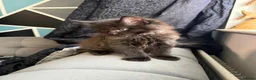 Maine Coon cats for sale: Maine Coon x British shorthair  - Advert 5