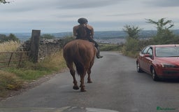 Irish Thoroughbred horses for sale: Outstanding 16.2 , 6 yr old tb gelding  - Image 15