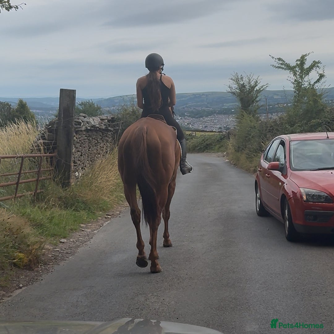 Irish Thoroughbred horses for sale: Outstanding 16.2 , 6 yr old tb gelding  - Image 15