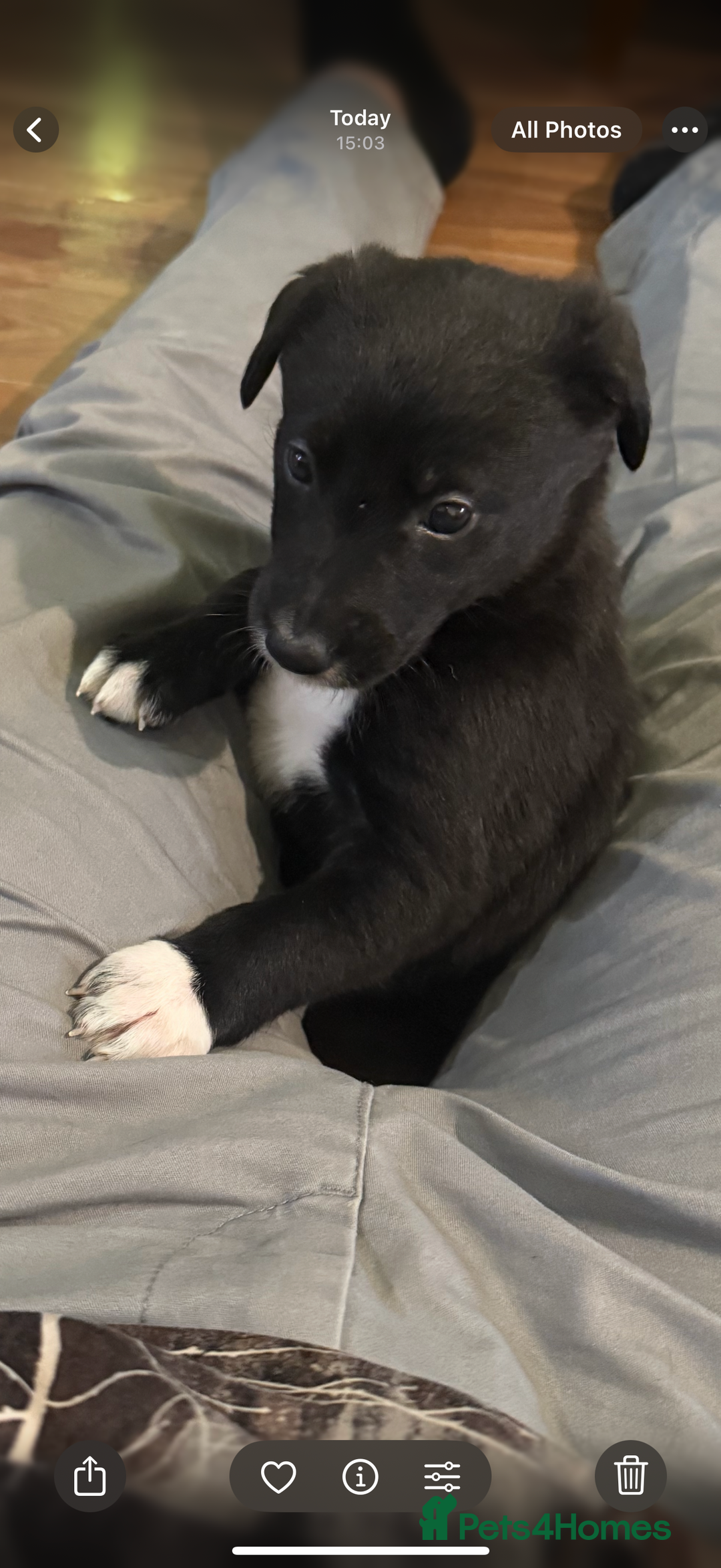 Mixed Breed dogs for sale: First cross Border collie x Greyhound - Advert 3