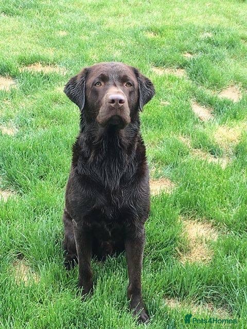Labrador Retriever dogs Chocolate Labrador Retriever for sale  - Advert 4