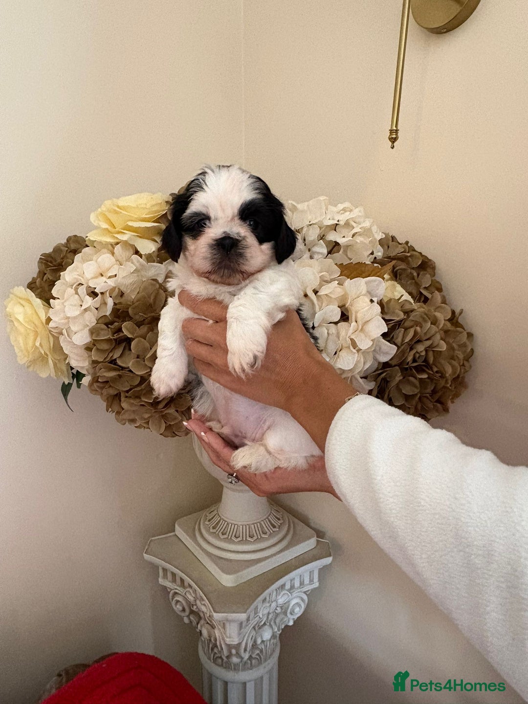 Shih Tzu dogs for sale: Beautiful male shih tzu pups - Advert 4