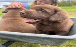 Labrador Retriever dogs for sale: Chunky Chocolate Labrador Puppies - Image 6