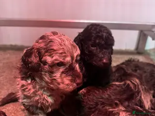 Cockapoo dogs Stunning toy cockerpoo puppies - Advert 5