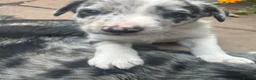 Border Collie dogs for sale: Beautiful Blue Merle Collie Puppies  in Hereford - Advert 13