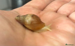 Snails invertebrates for sale: 🐌 Giant African Land Snail Babies 🐌  - Image 3