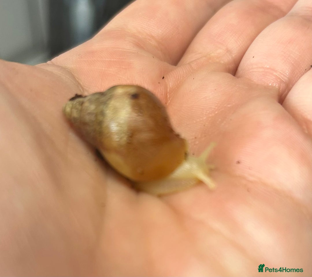 Snails invertebrates for sale: 🐌 Giant African Land Snail Babies 🐌  - Image 3
