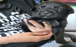 Mixed Breed dogs for sale: Mastiff x Rottweiler  - Image 11