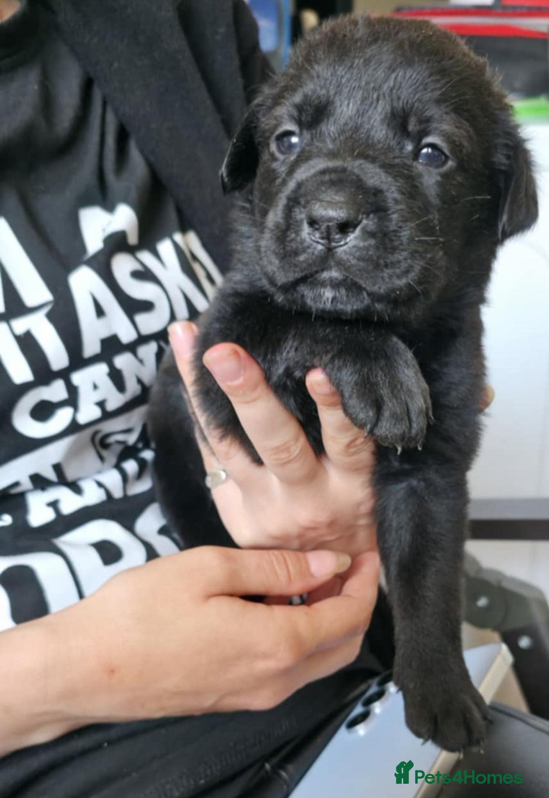 Mixed Breed dogs for sale: Mastiff x Rottweiler  - Image 11
