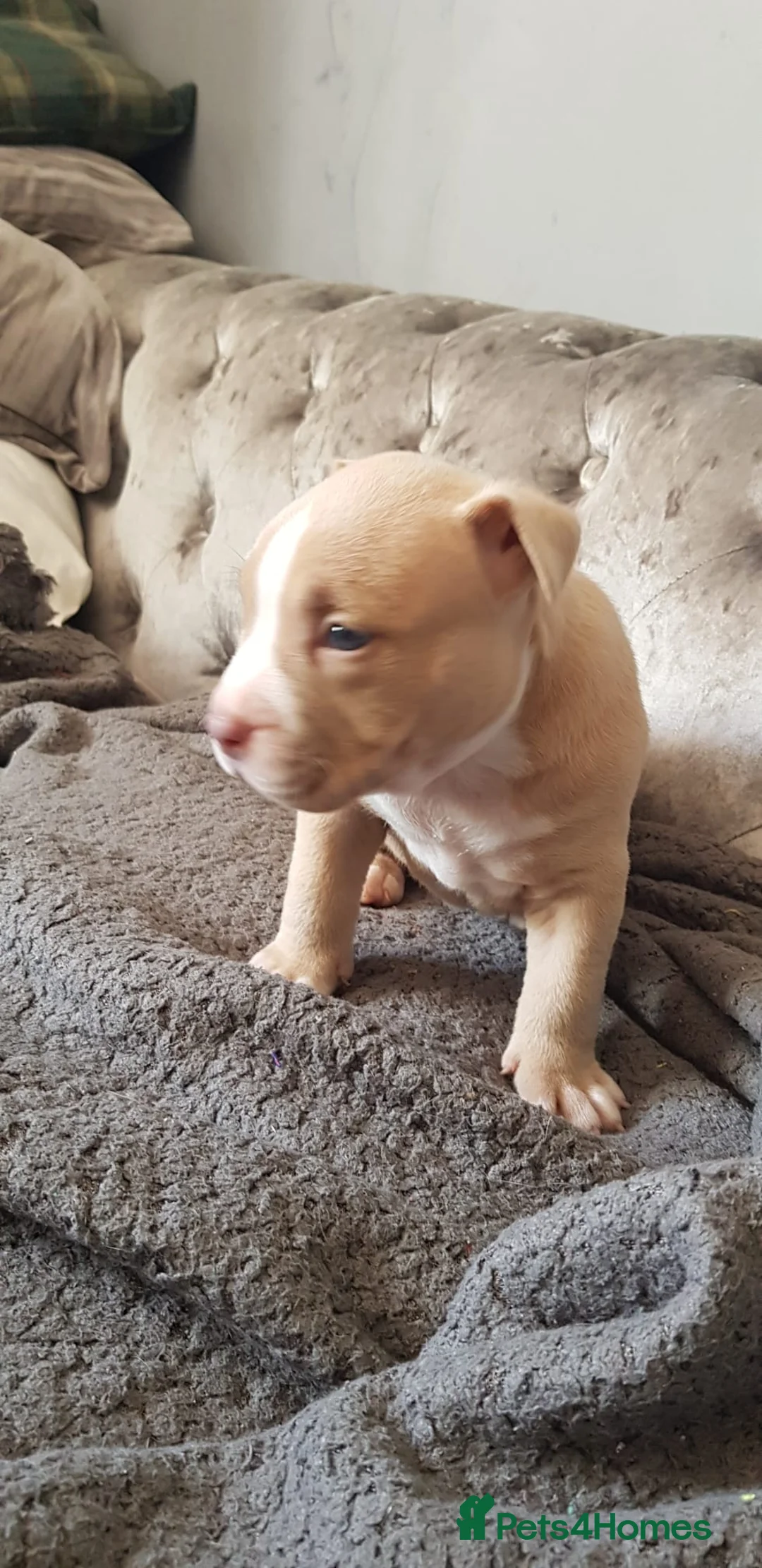 American Bully dogs for sale: American pocket bully puppies - Advert 23