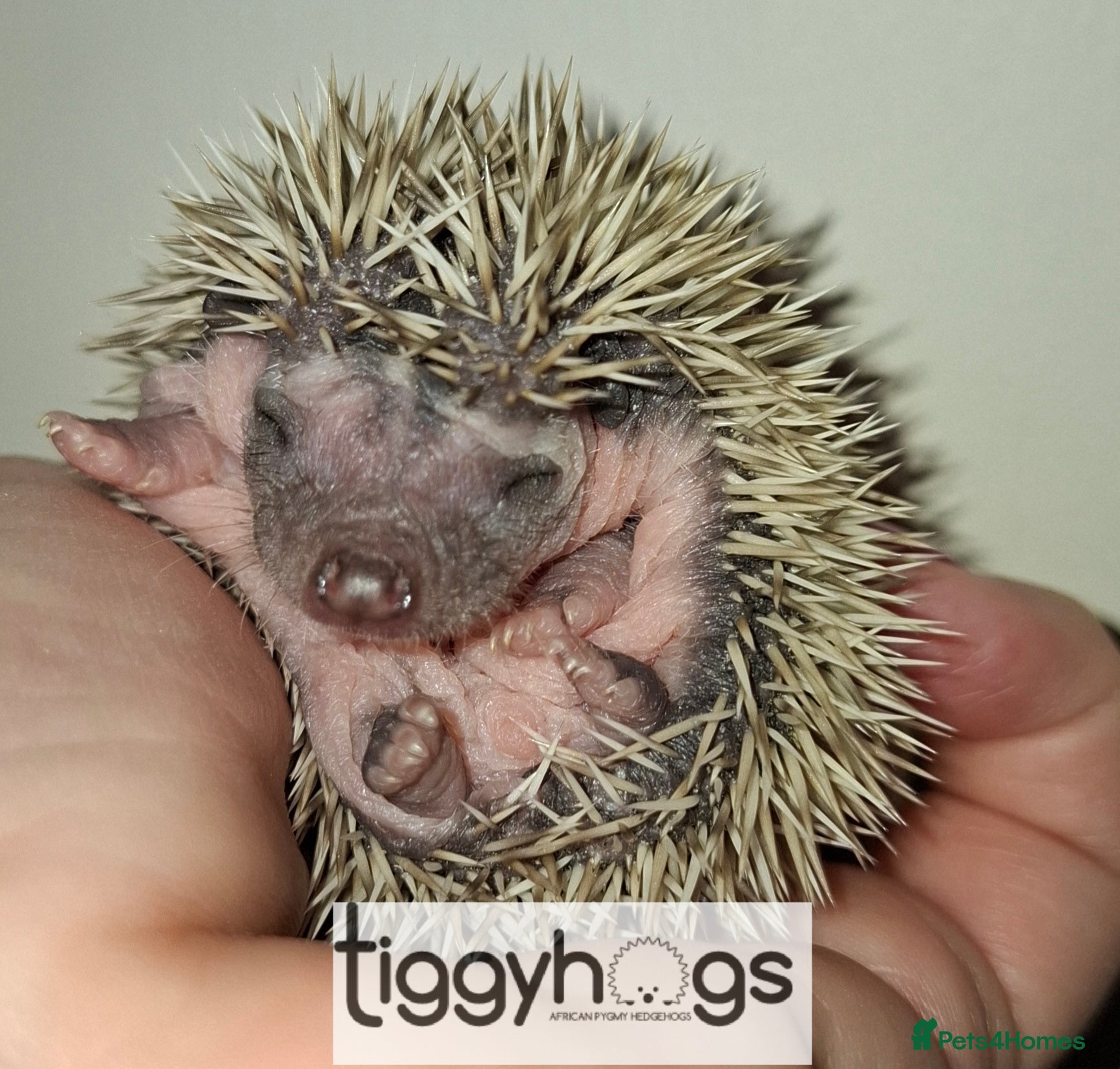 Pygmy Hedgehog rodents 1 handsome Males and 1 female available  - Advert 2