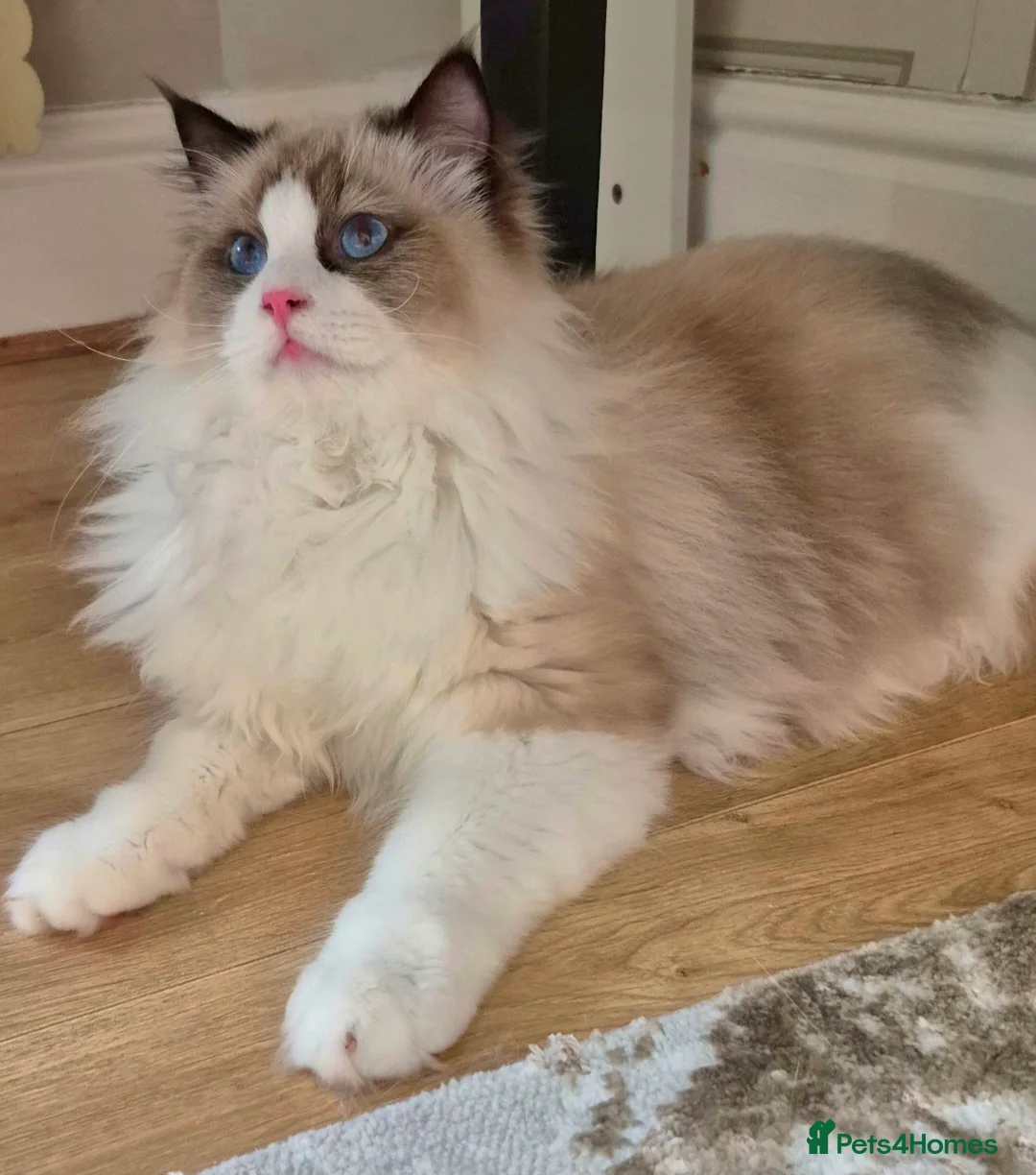Ragdoll cats for sale: Premium Seal Bicolour  Ragdoll Boys 💖💖💖 - Advert 7