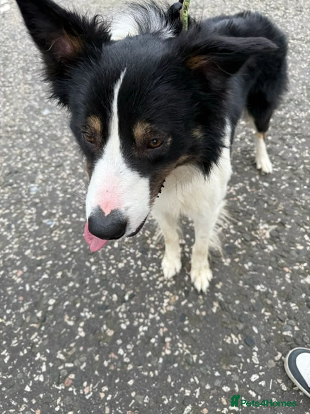 Border Collie dogs for stud: 💥FOR STUD💥 Border Collie in Fraserburgh - Advert 2