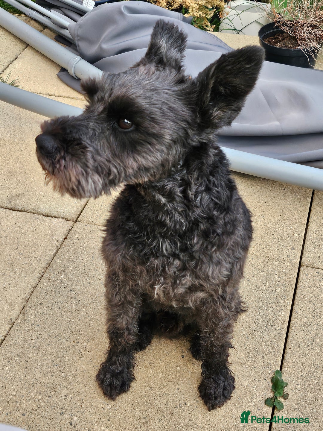 Miniature Schnauzer dogs for sale: Shadow - Image 9
