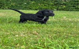 Cocker Spaniel dogs for sale: Cocker spaniel puppies  - Image 3