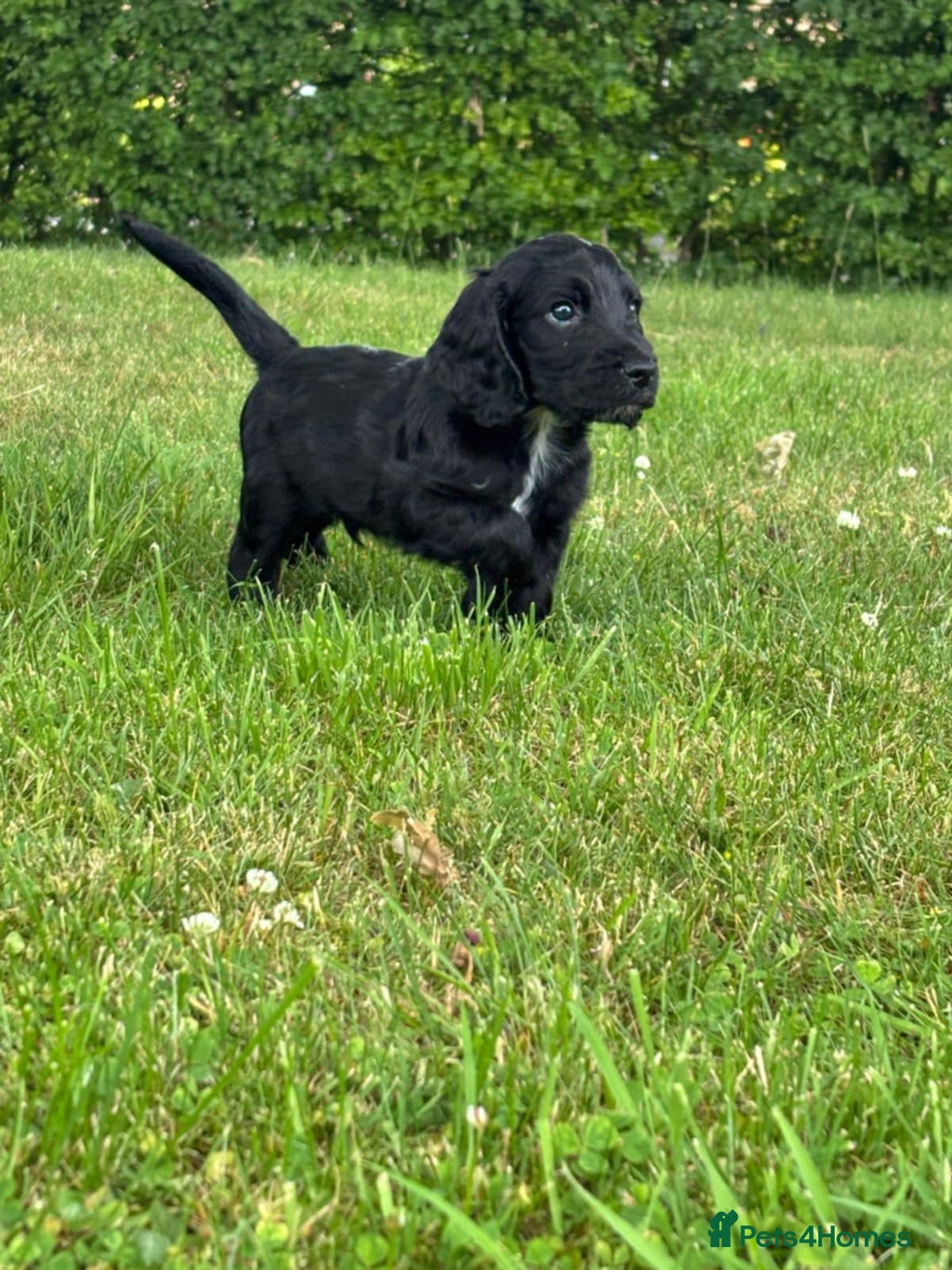 Cocker Spaniel dogs for sale: Cocker spaniel puppies  - Image 3