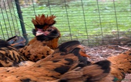 Chickens poultry for sale: Pavlovskya Trio - Image 1
