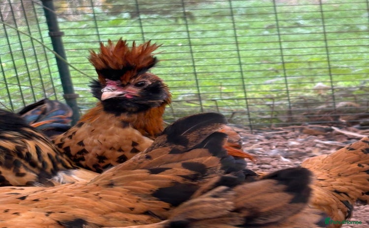 Chickens poultry - Advert 6