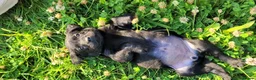 Labrador Retriever dogs for sale: KC Reg Black Labrador Puppies – Ready soon!! - Advert 3