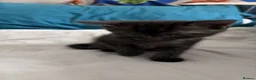 Mixed Breed cats for sale: Adorable Kittens  - Advert 12