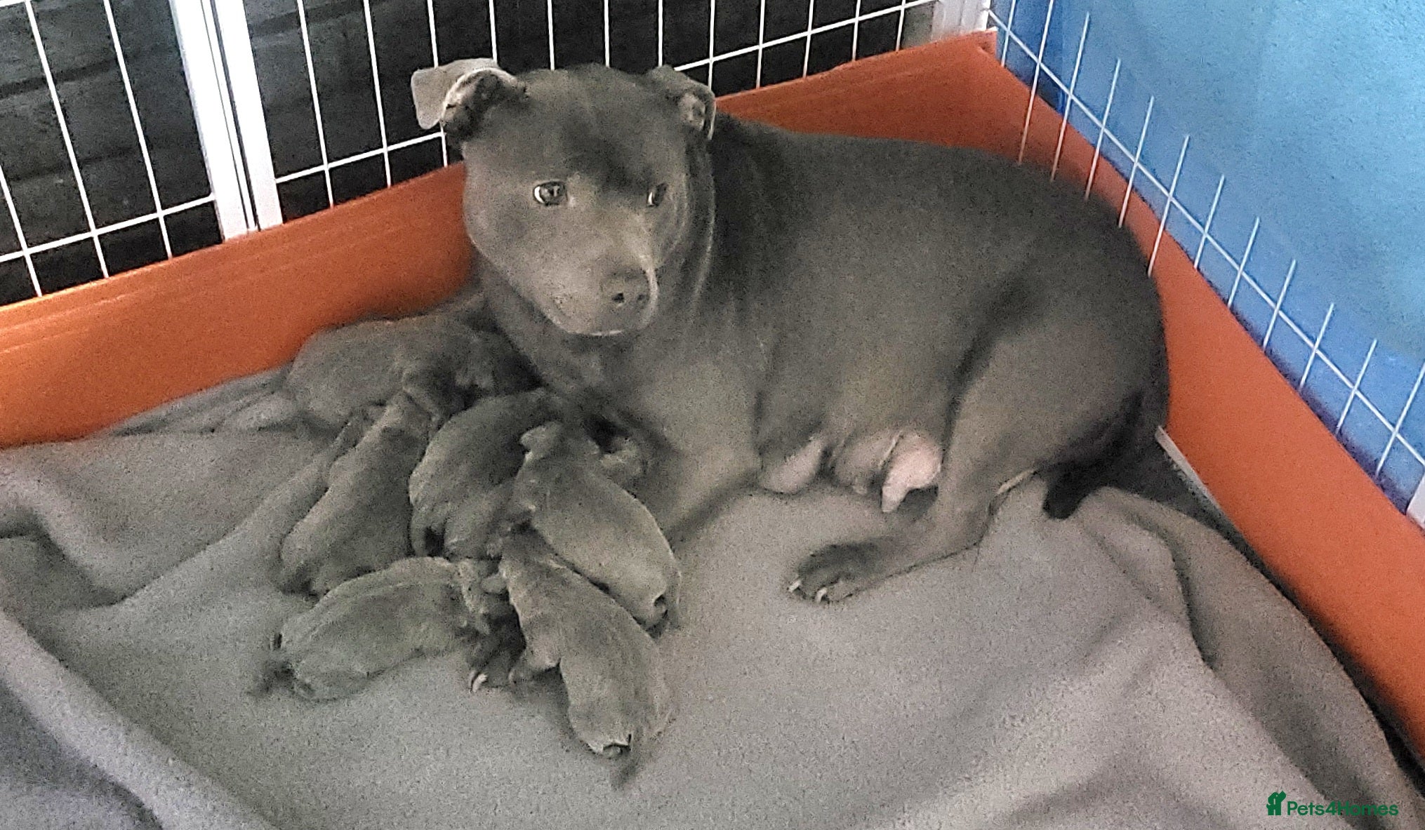 Staffordshire Bull Terrier dogs Beautiful blue staffy pups - Advert 3