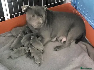 Staffordshire Bull Terrier dogs Beautiful blue staffy pups - Advert 1