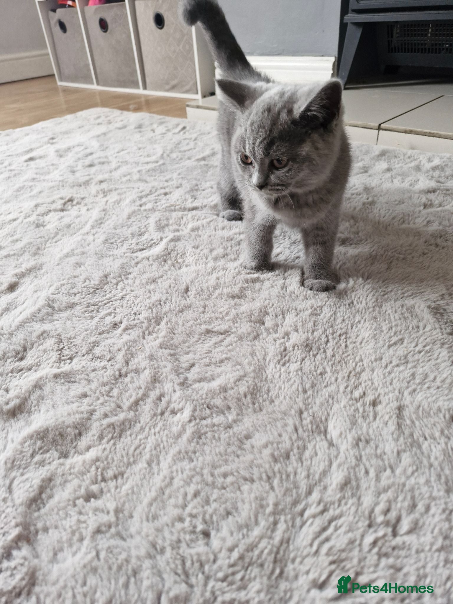 British Shorthair cats Pedigree british shorthair  - Advert 2
