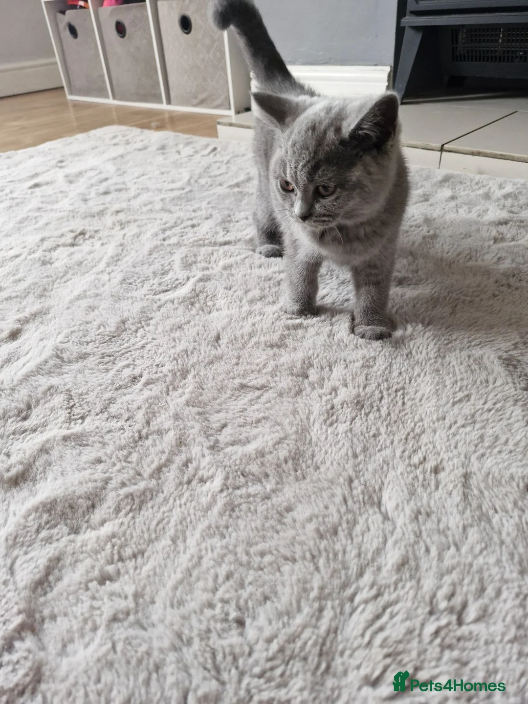 British Shorthair cats for sale: Pedigree british shorthair  - Advert 2