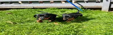 Miniature Dachshund 5