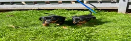 Miniature Dachshund dogs for sale: Adorable Miniature Dachshund Puppies! - Advert 10