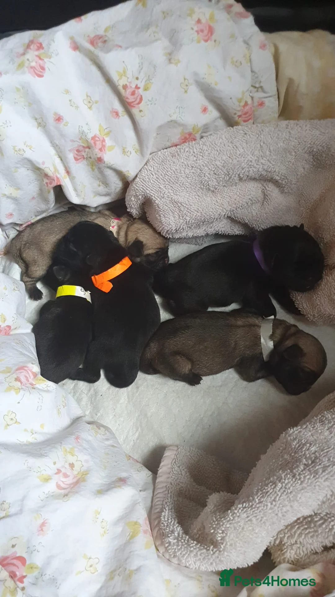 Pug dogs for stud: Health tested black pug stud  in Stevenage - Advert 24