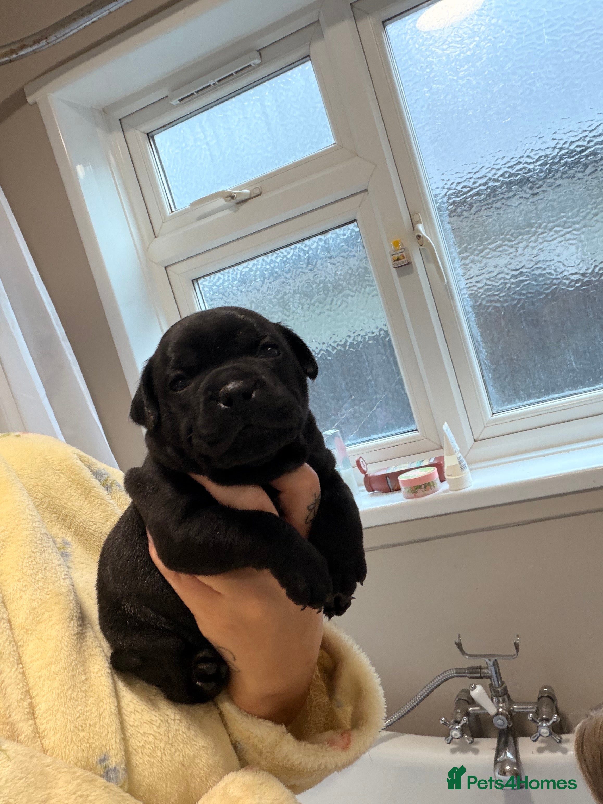 Staffordshire Bull Terrier dogs Champion Staffordshire bullterrier puppies - Advert 2