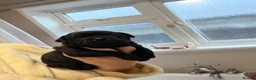Staffordshire Bull Terrier dogs for sale: READY NOW Staffordshire bullterrier puppies - Advert 20