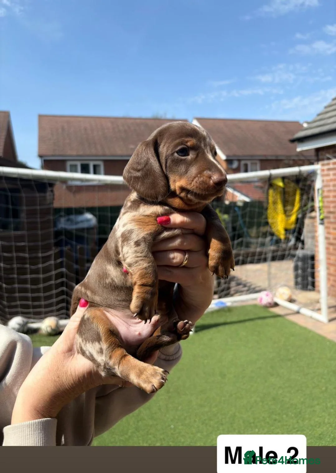 Miniature Dachshund dogs for sale: miniature dachshund puppies - Advert 4