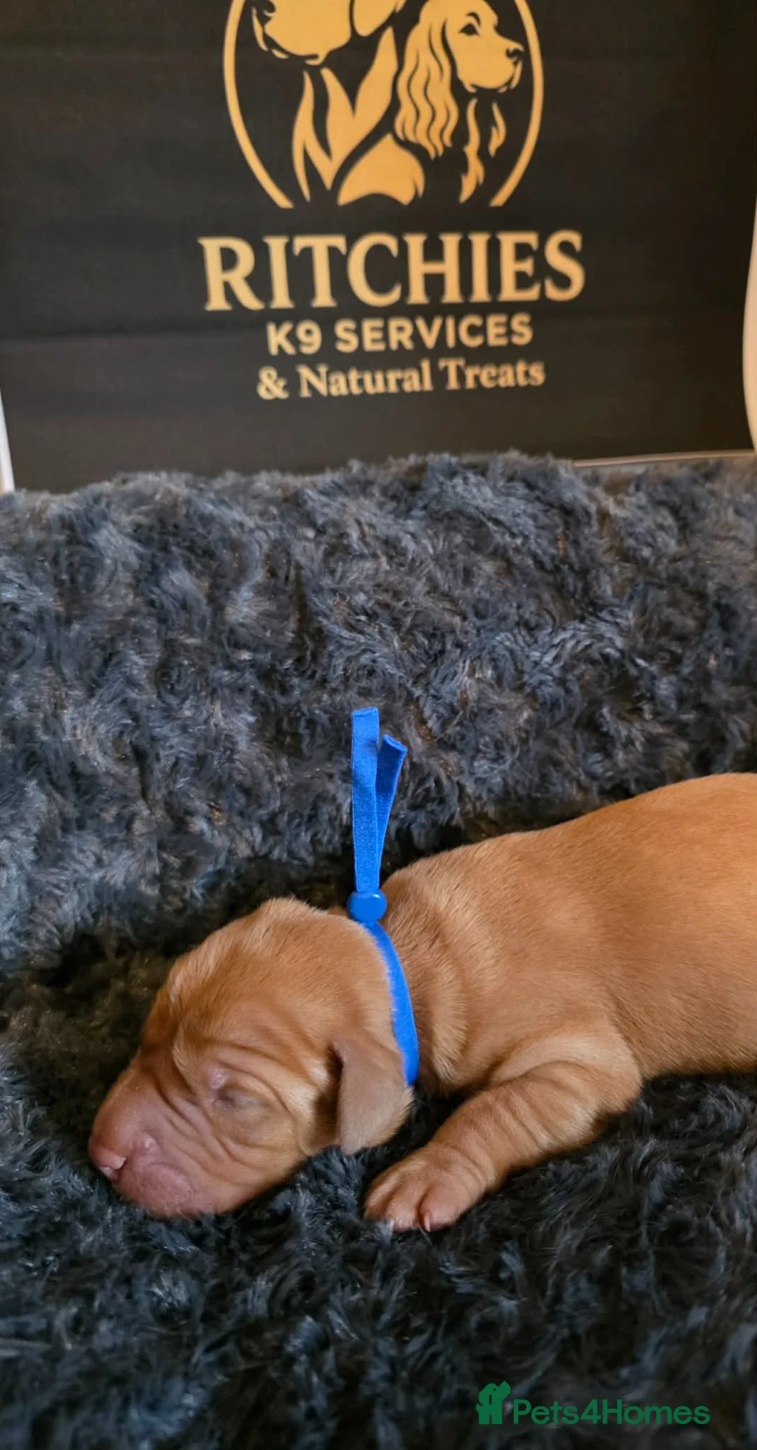 Labrador Retriever dogs for sale: Kc Reg Dark Fox Red & Light Red Lab Pups - Advert 40
