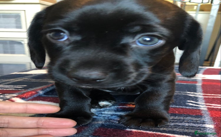 Mixed Breed dogs - Advert 3