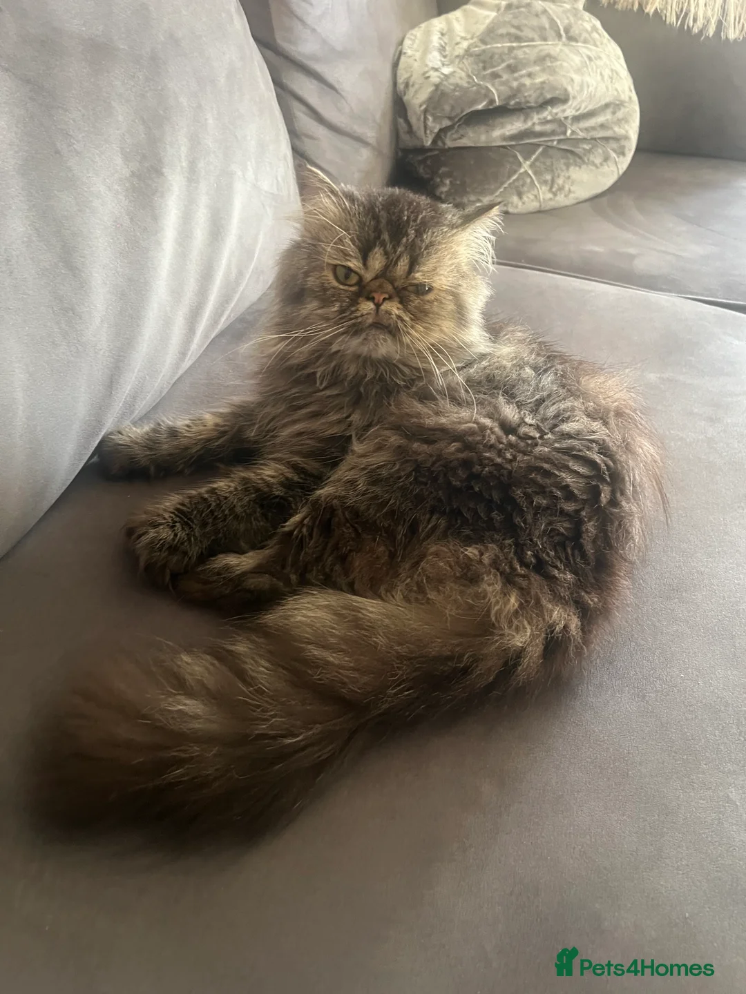 Persian cats for sale: Persian exotic 2 years mele shorthair - Advert 2